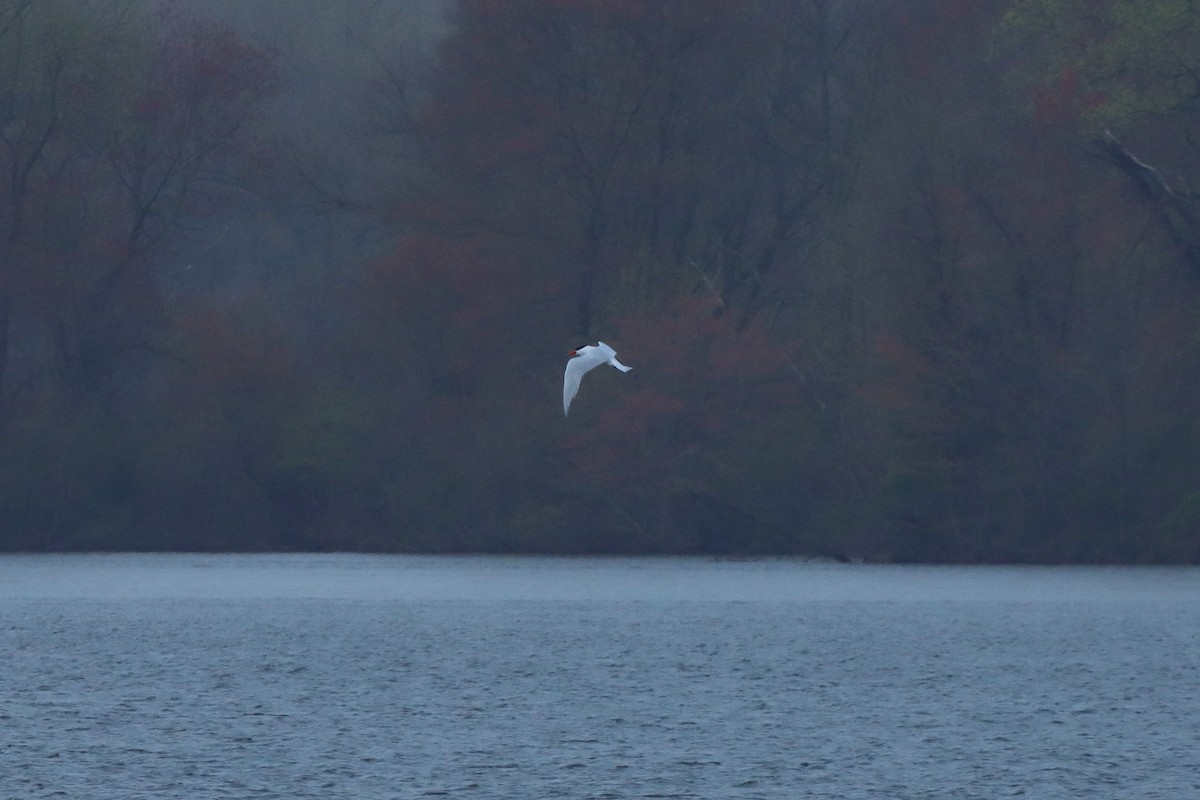 Caspian Tern - Mark Gallagher