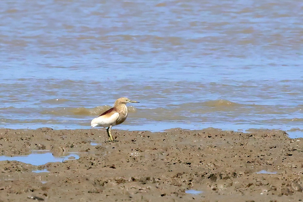 Indian Pond-Heron - ML617305090