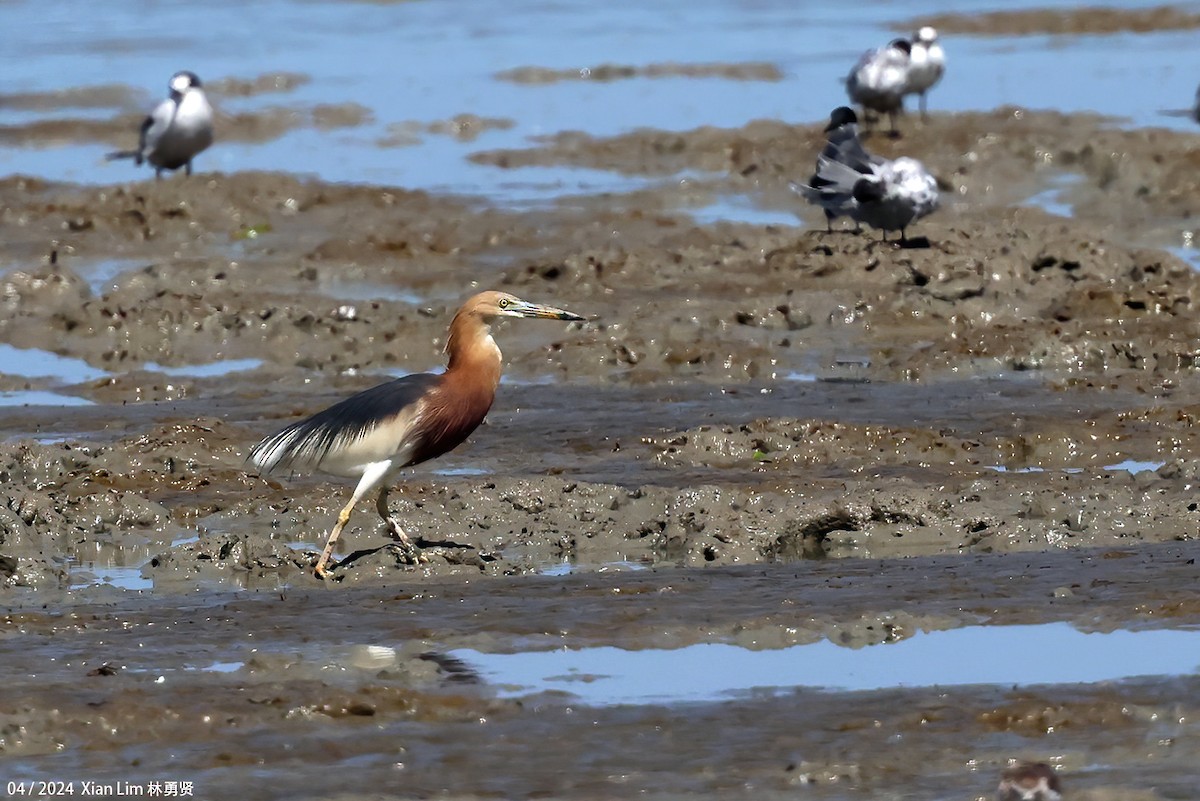 Javan Pond-Heron - ML617305094