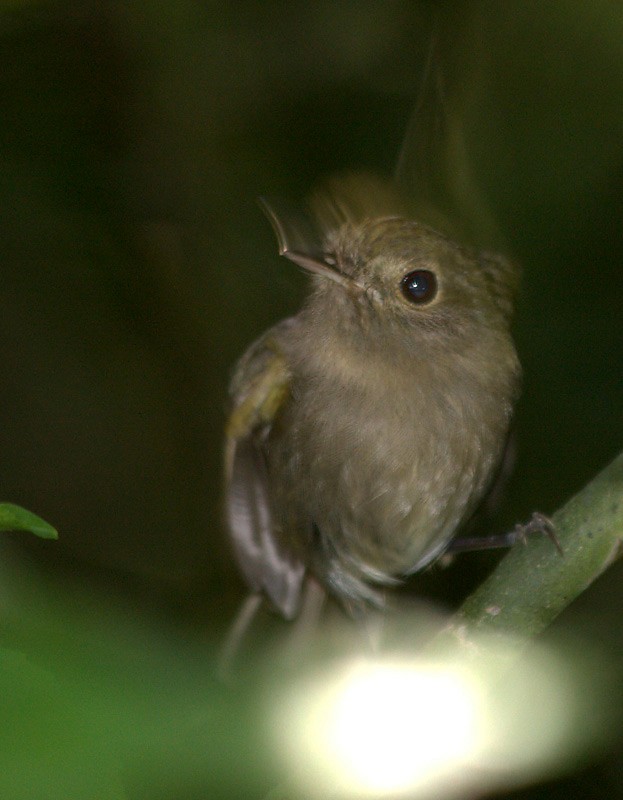 Drab-breasted Pygmy-Tyrant - ML617305097