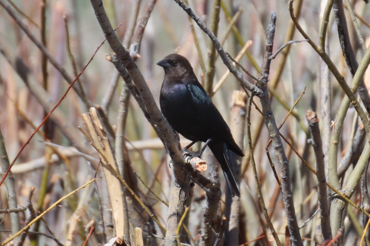 Brown-headed Cowbird - ML617305113