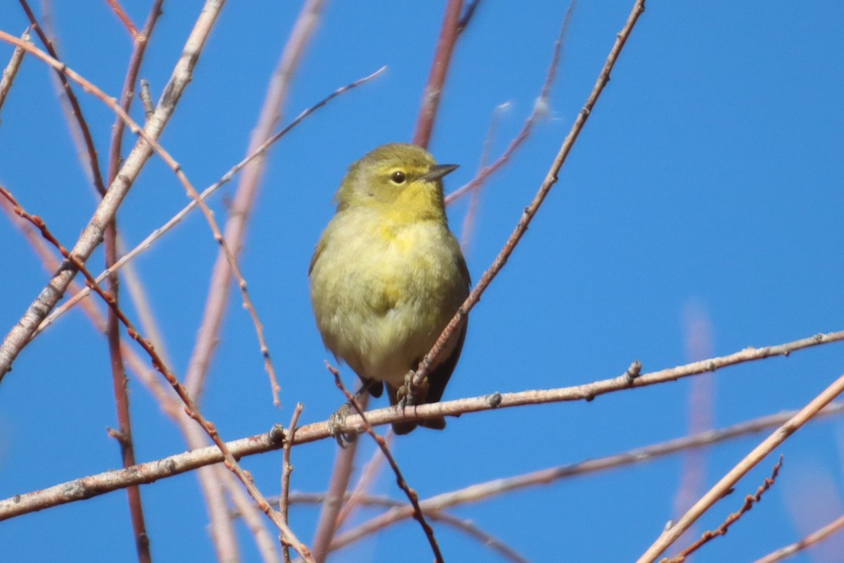 Orange-crowned Warbler - ML617305134