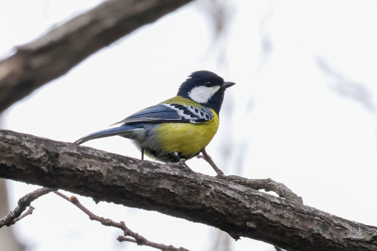 Green-backed Tit - Allison Miller