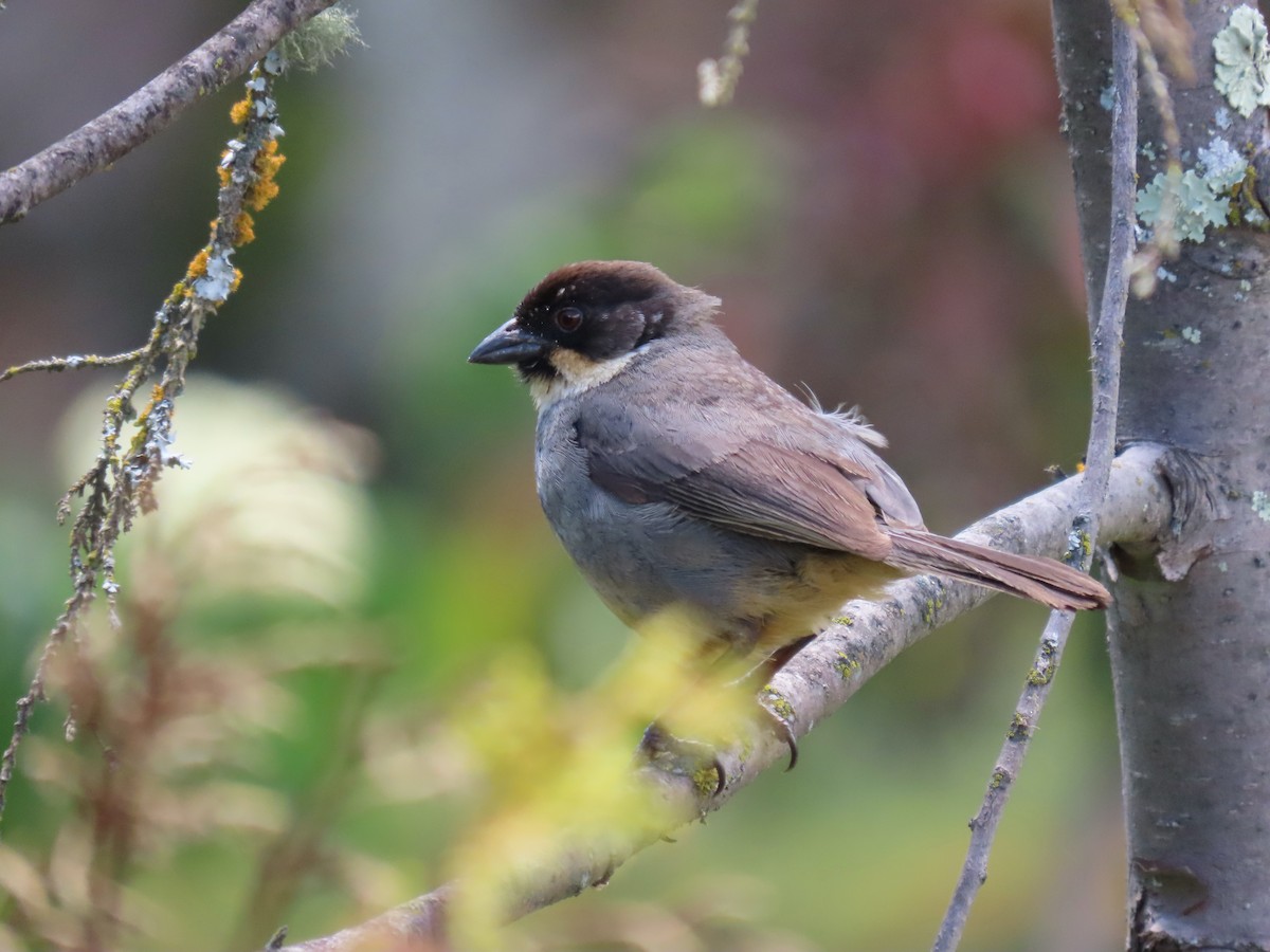 Rusty-bellied Brushfinch - ML617305151