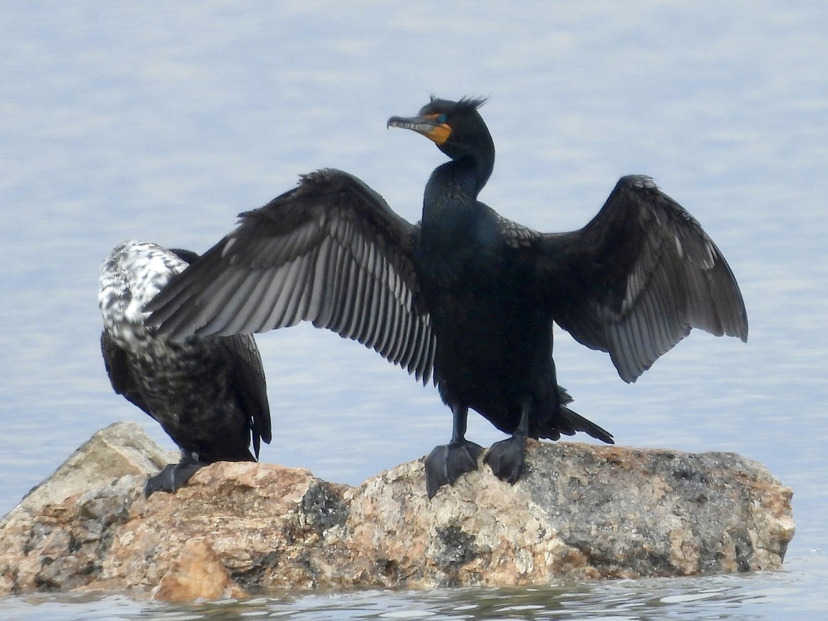 Cormorán Orejudo - ML617305153