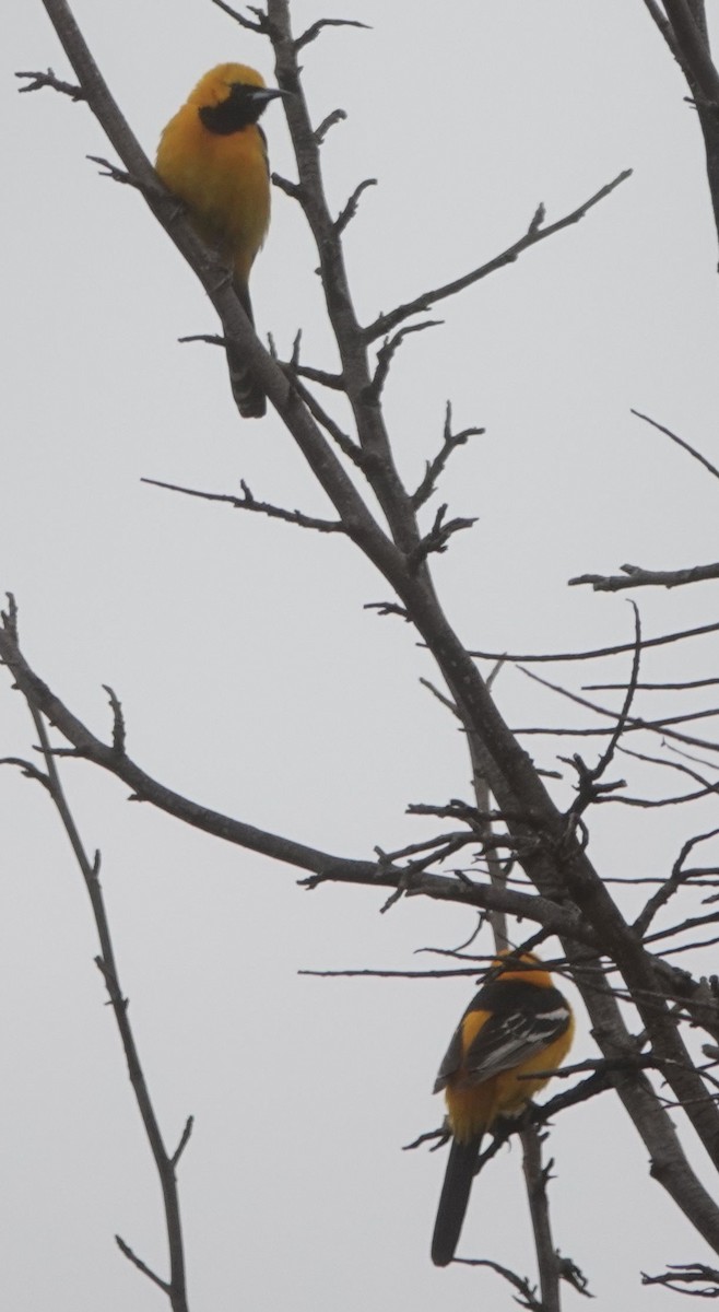 Hooded Oriole - ML617305201