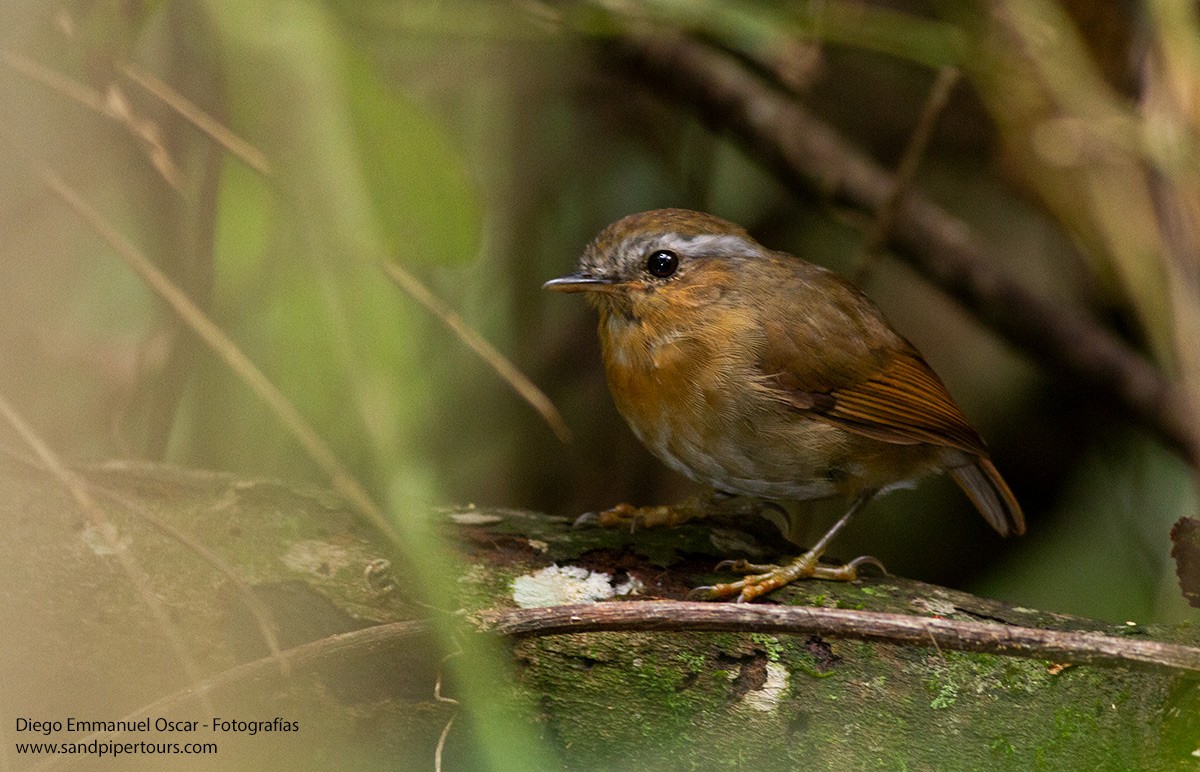 Rufous Gnateater - ML617305205