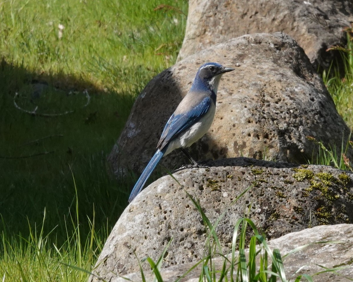 California Scrub-Jay - ML617305217