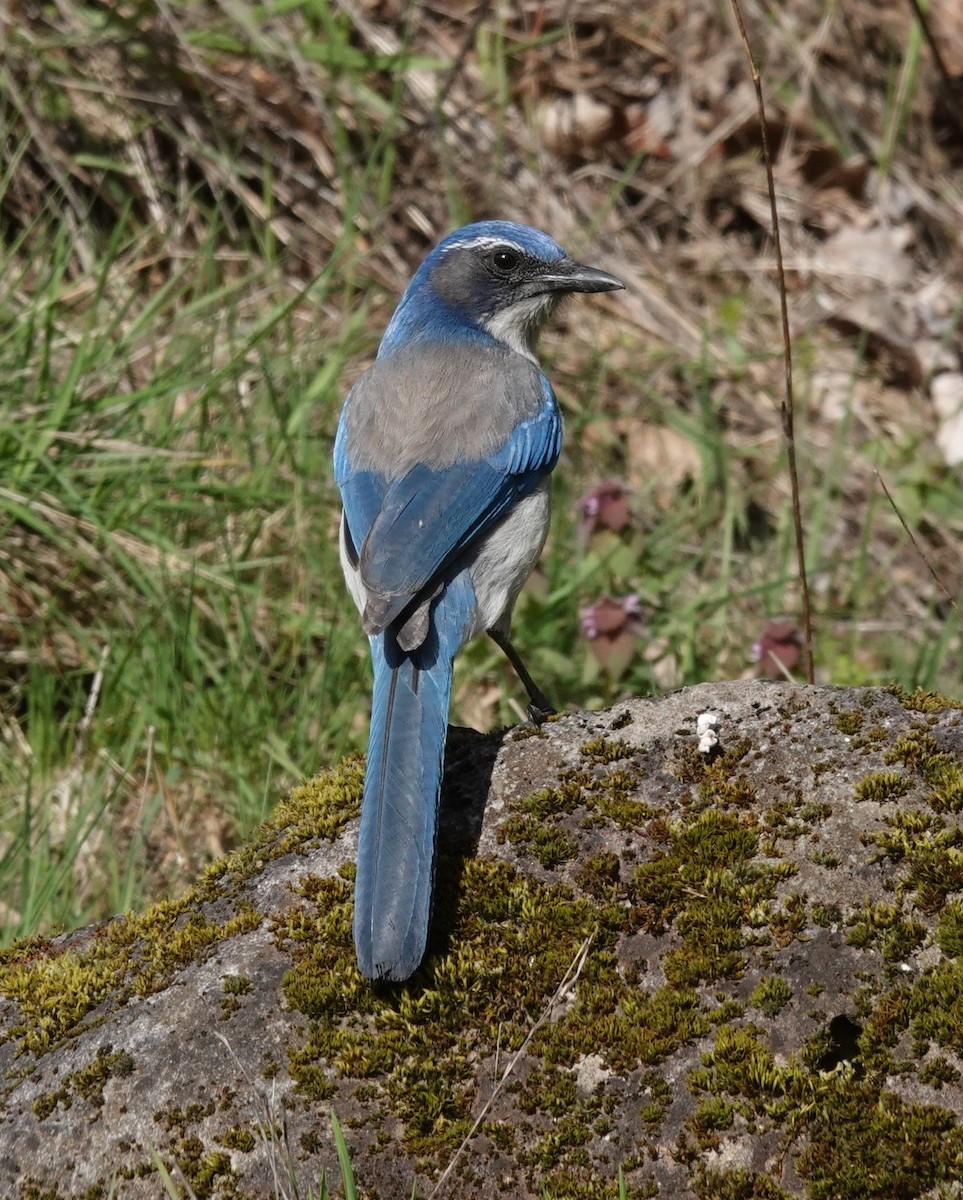 California Scrub-Jay - ML617305218