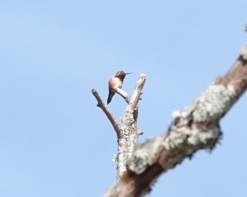 Rufous Hummingbird - Tom & Jenny Jackman