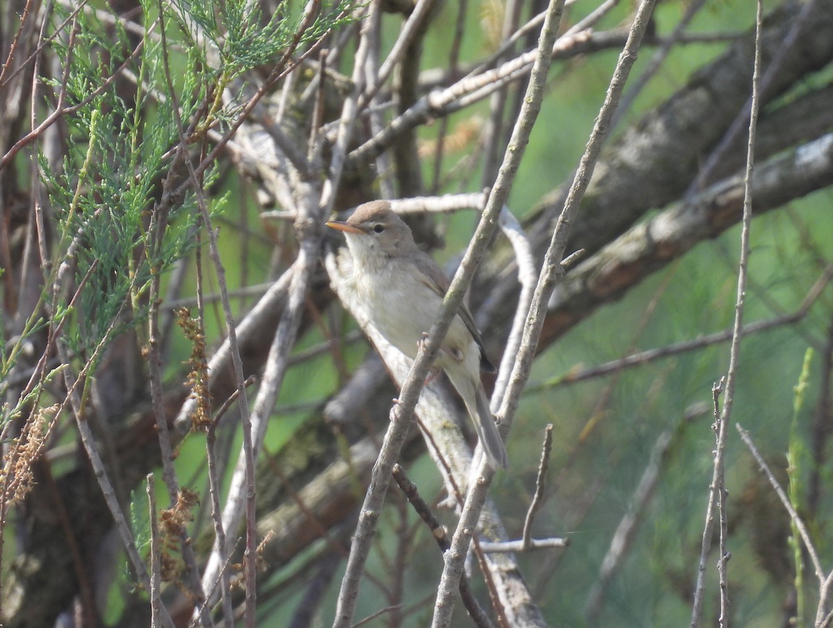 Eastern Olivaceous Warbler - Carmel Ravid