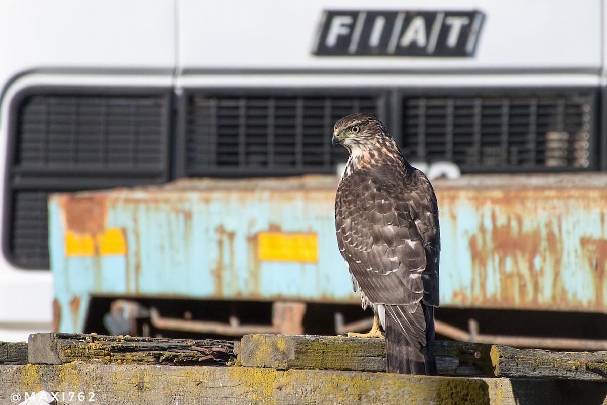 Chilean Hawk - ML617305256