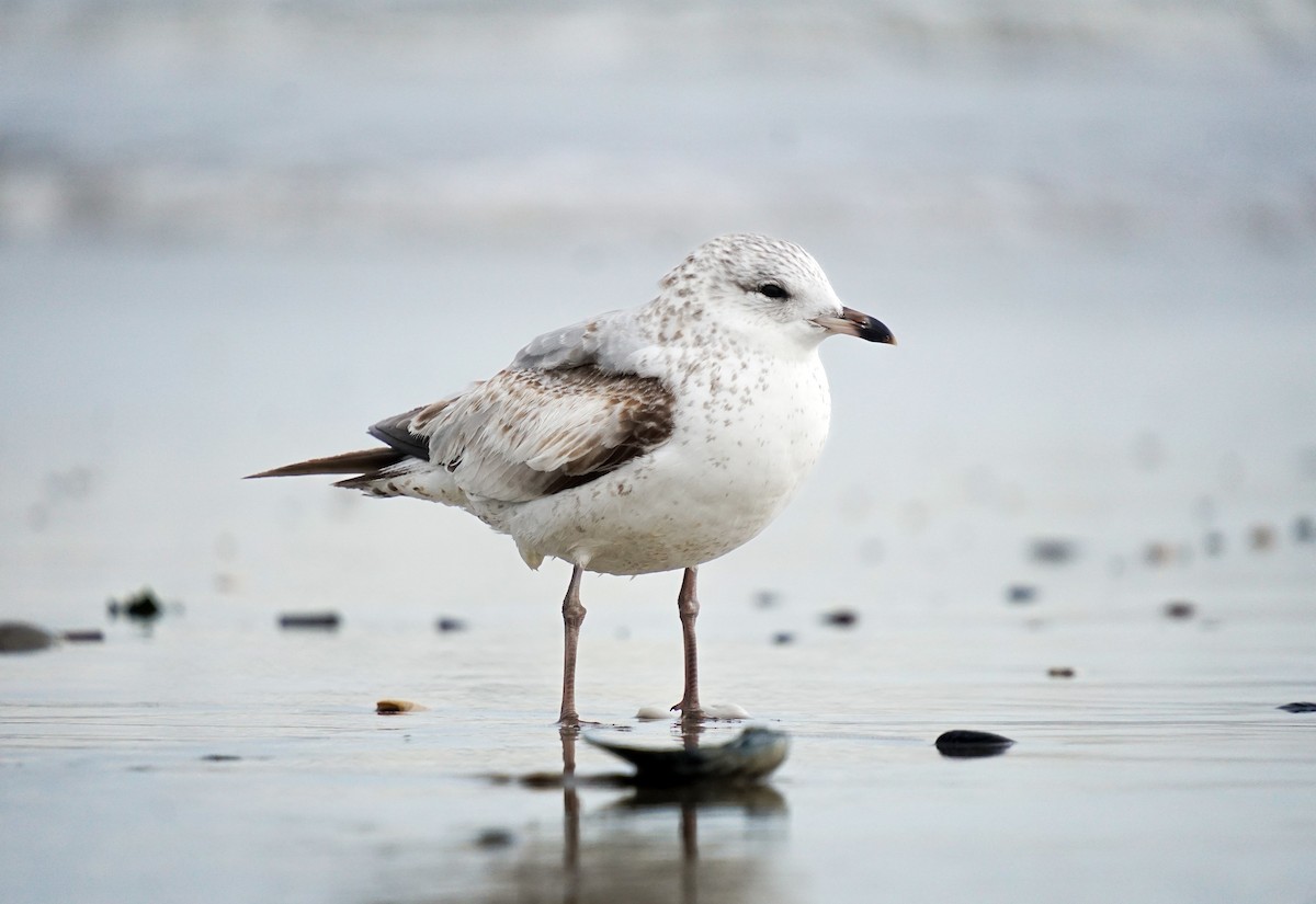 Ring-billed Gull - ML617305273