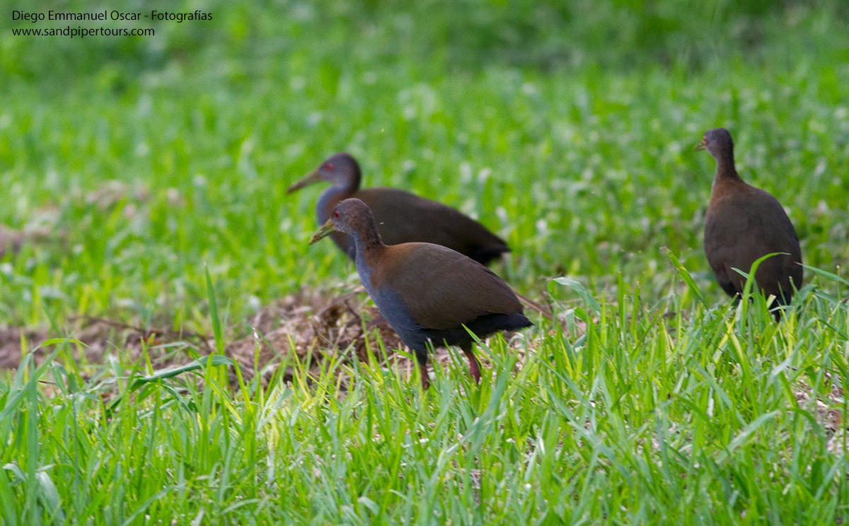 Slaty-breasted Wood-Rail - ML617305287