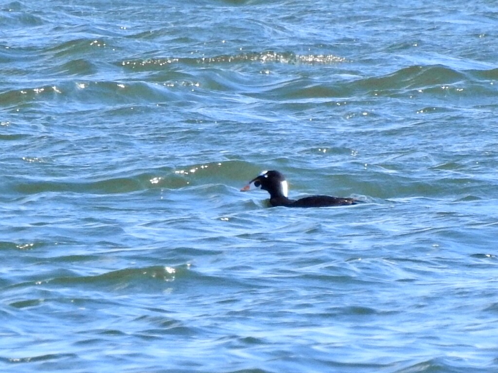 Surf Scoter - ML617305292