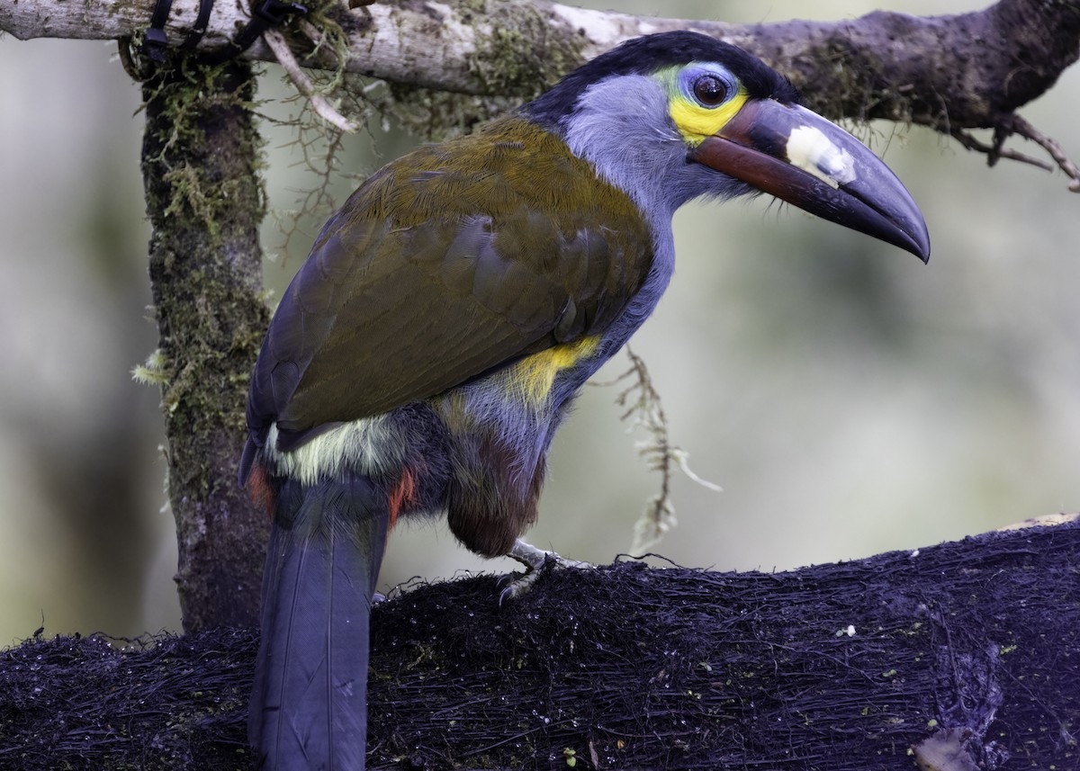 Plate-billed Mountain-Toucan - ML617305294