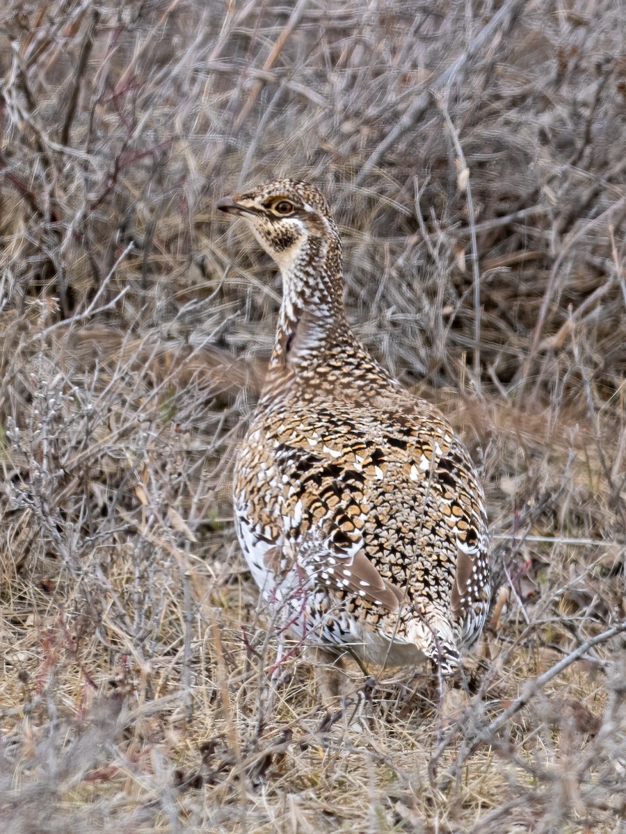 Sharp-tailed Grouse - ML617305316