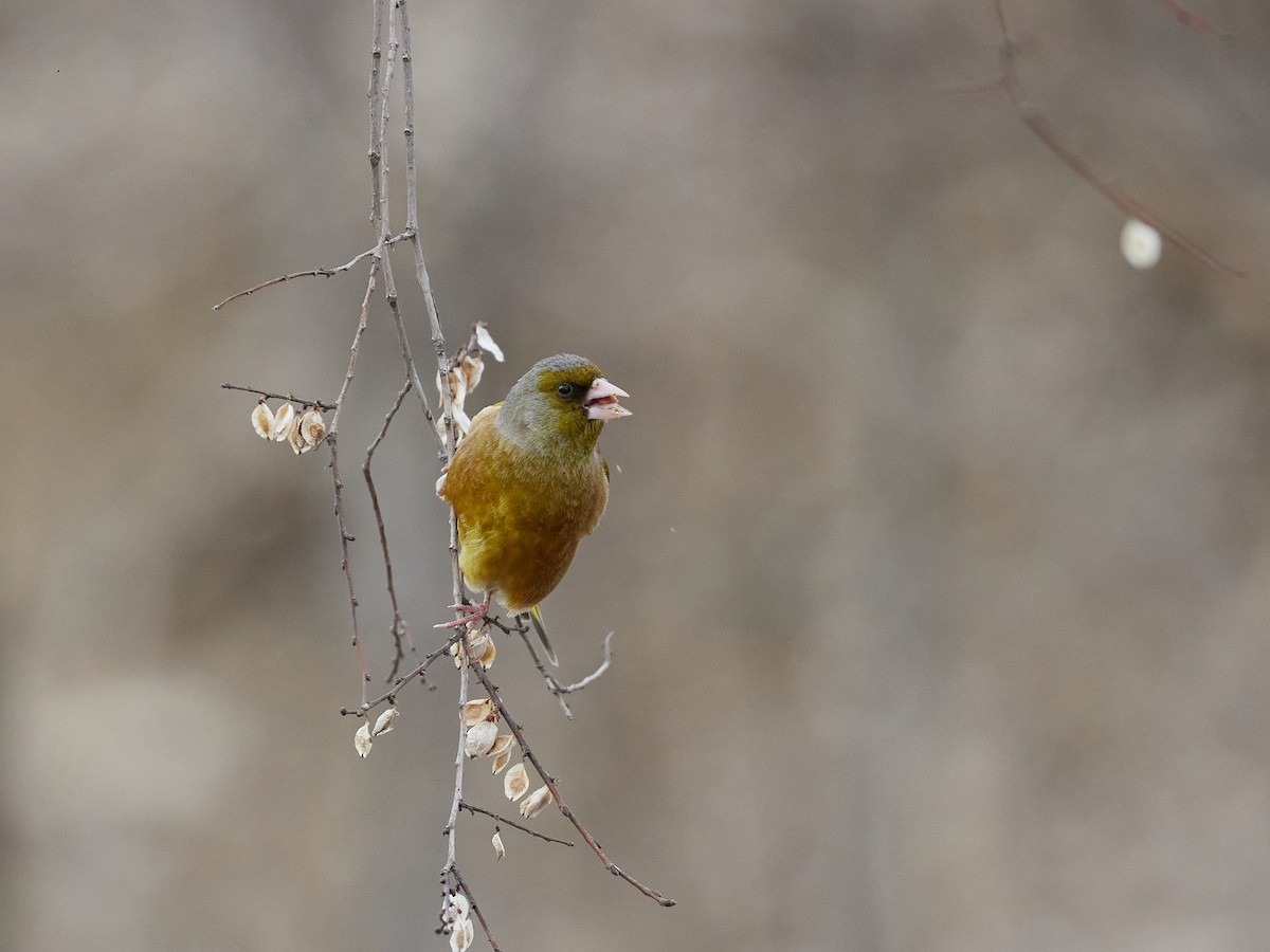 Oriental Greenfinch - ML617305322