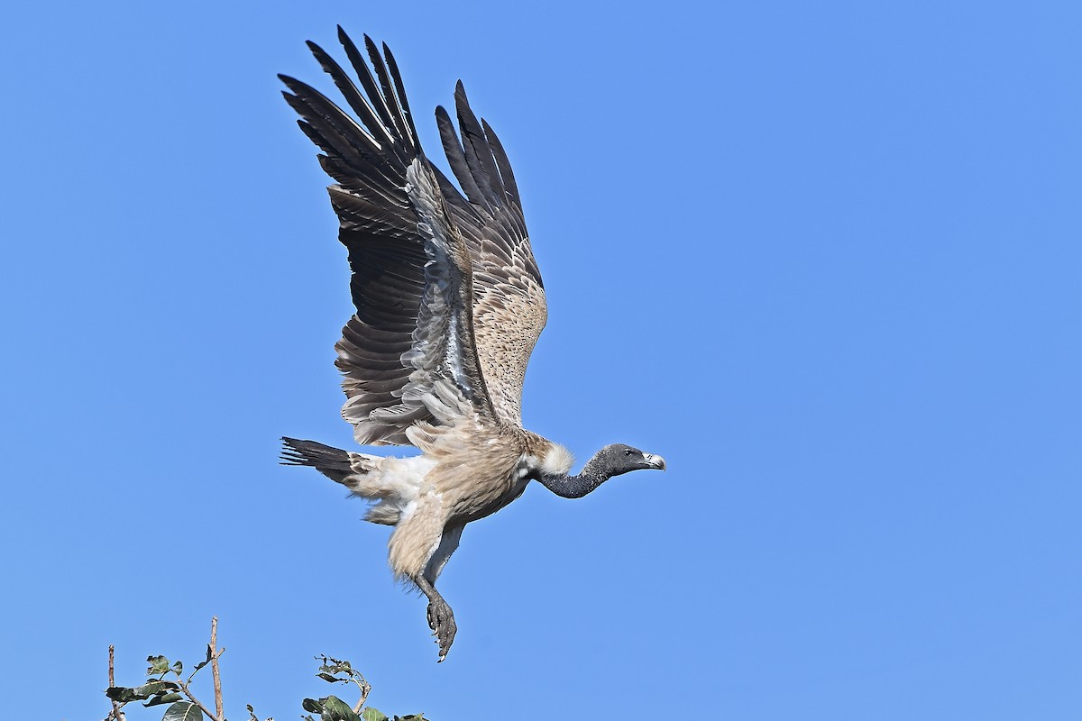 Indian Vulture - Supratim Mukherjee