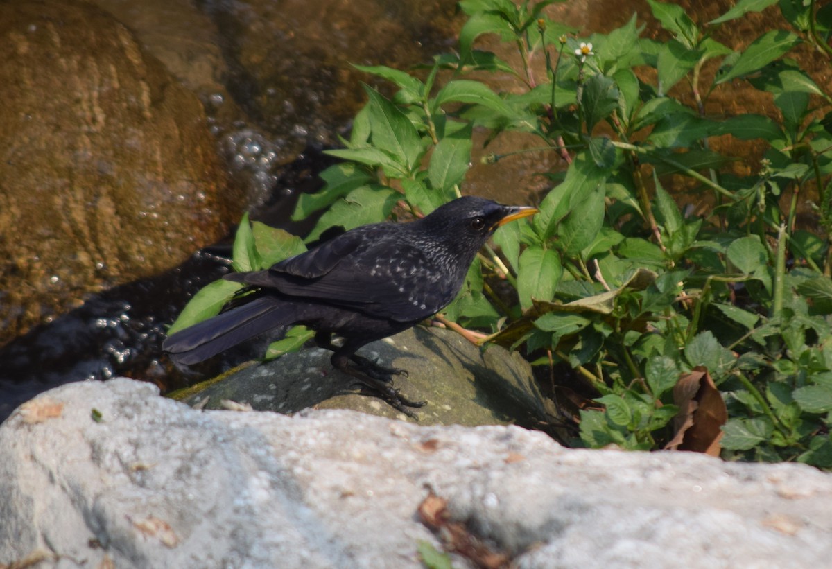 Blue Whistling-Thrush - ML617305336