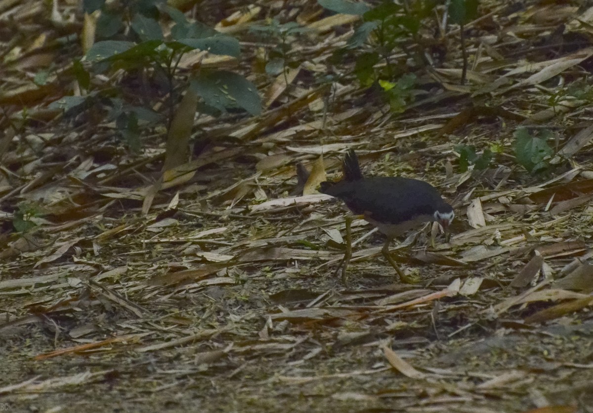 White-breasted Waterhen - ML617305373