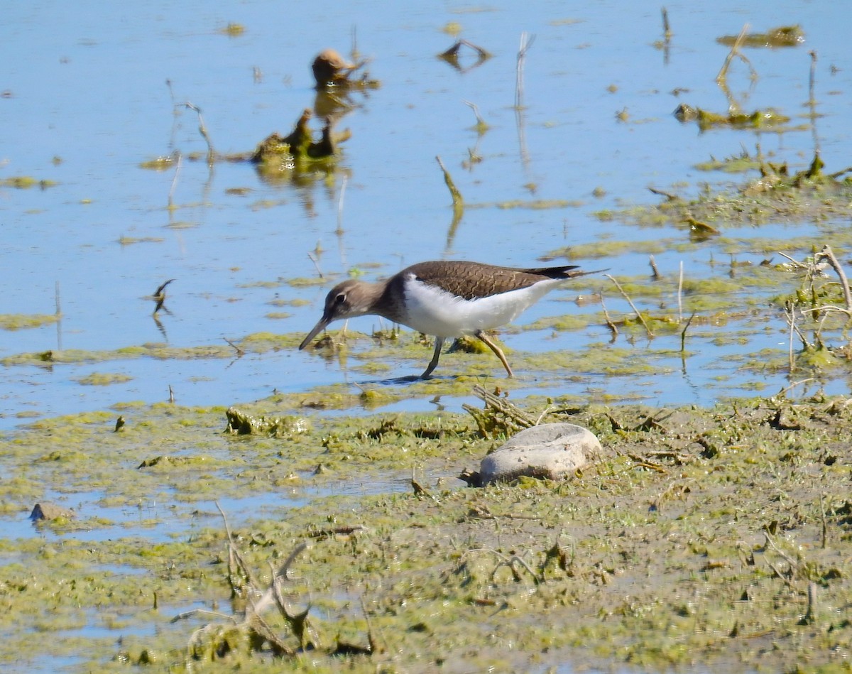 Common Sandpiper - ML617305387