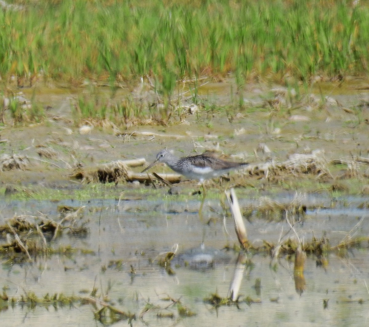 Common Greenshank - ML617305396