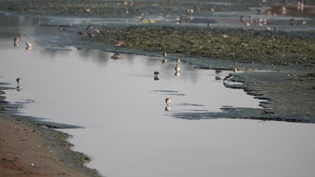 Spoon-billed Sandpiper - ML617305412