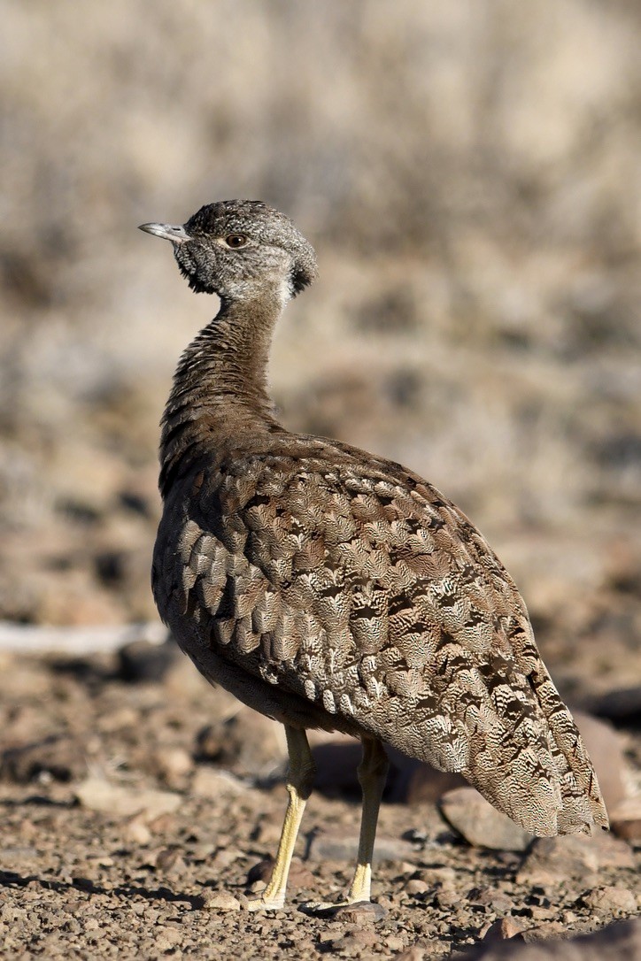 Karoo Bustard - ML617305426