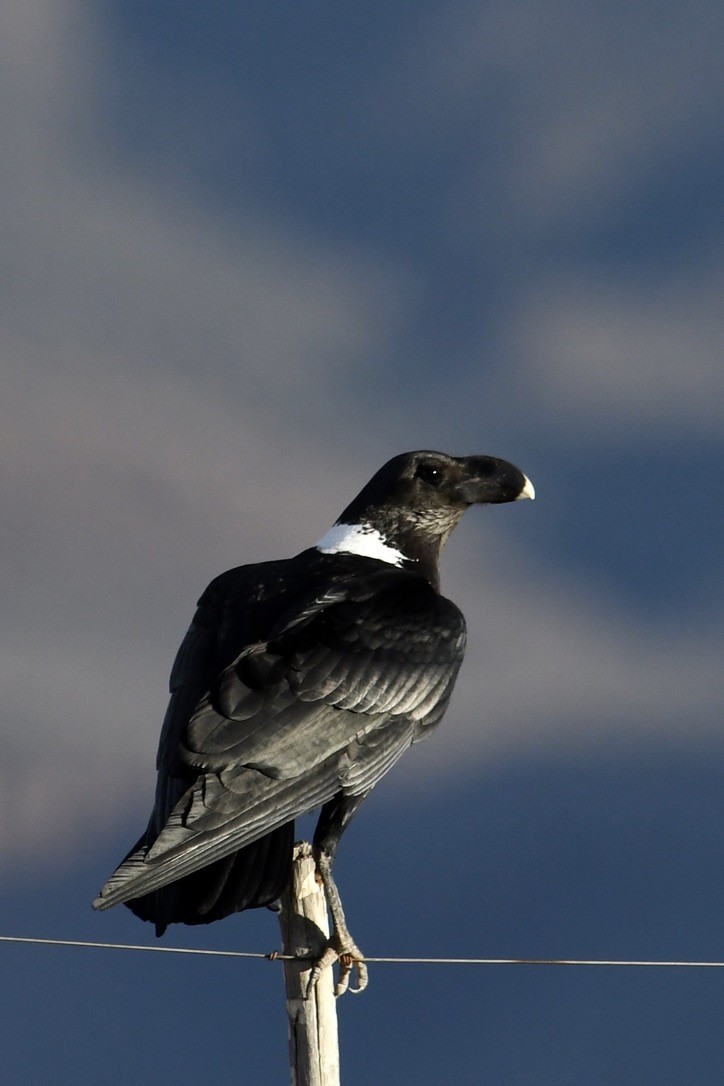 White-necked Raven - Marshall Brown