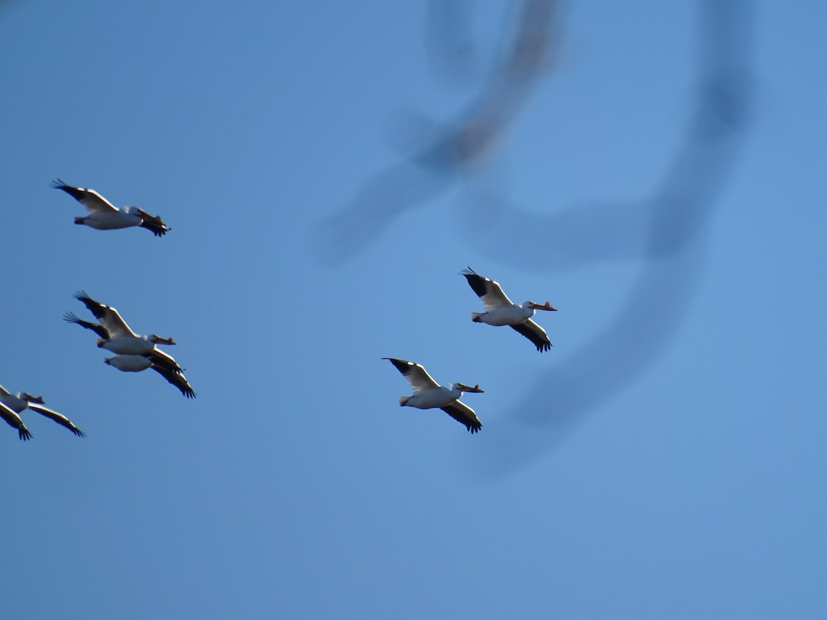 American White Pelican - ML617305537