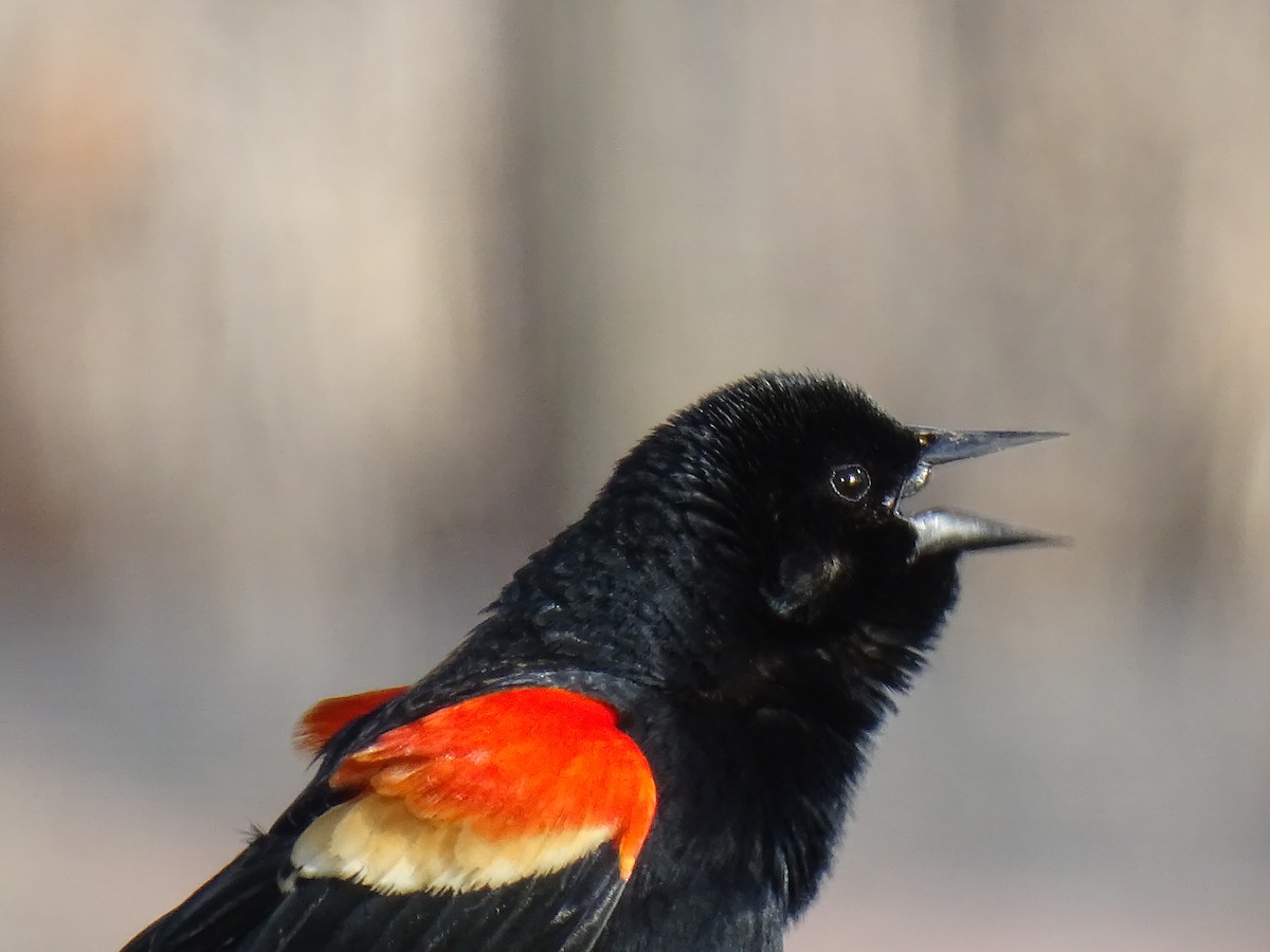 Red-winged Blackbird - ML617305545