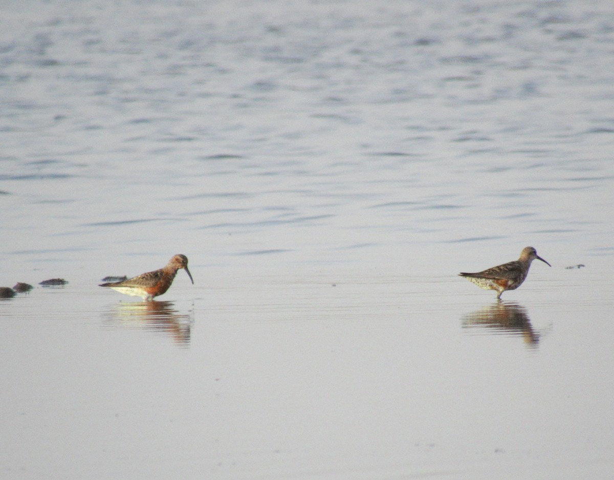 Curlew Sandpiper - ML617305549