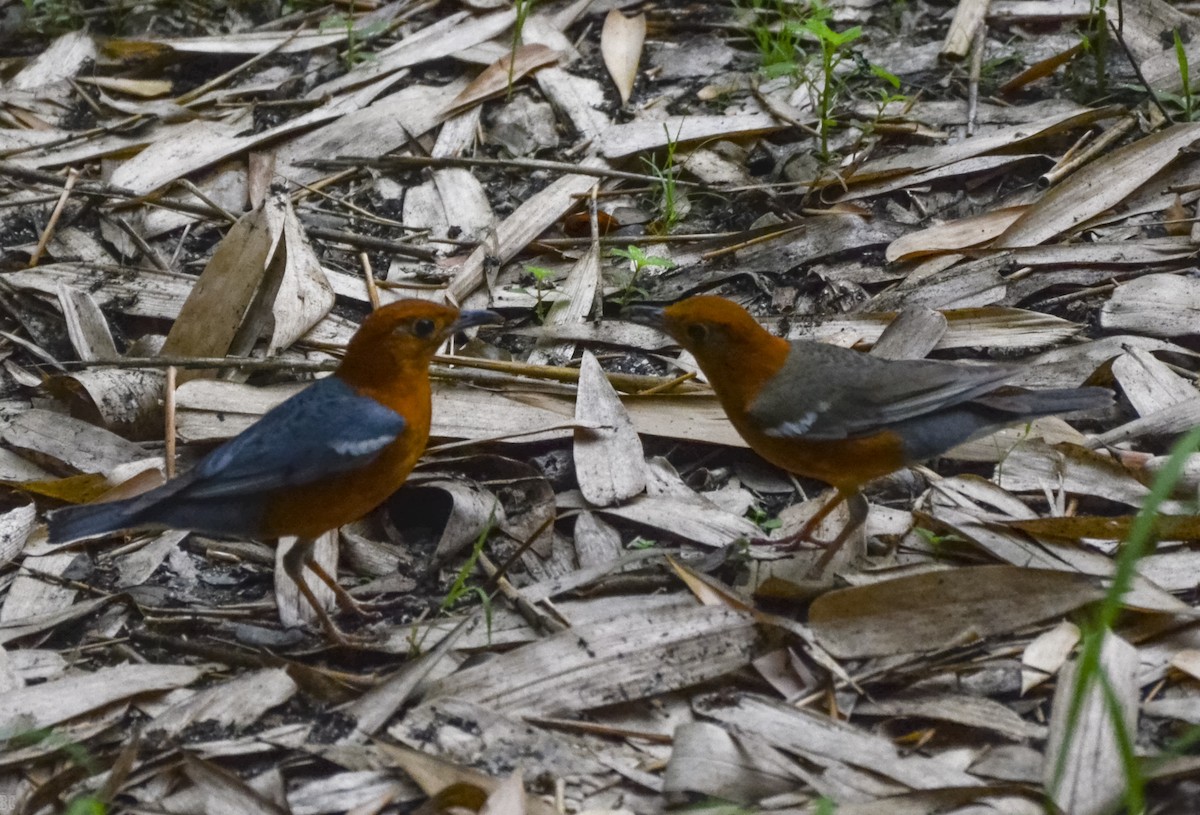 Orange-headed Thrush (Orange-headed) - Baidurya Chakrabarti