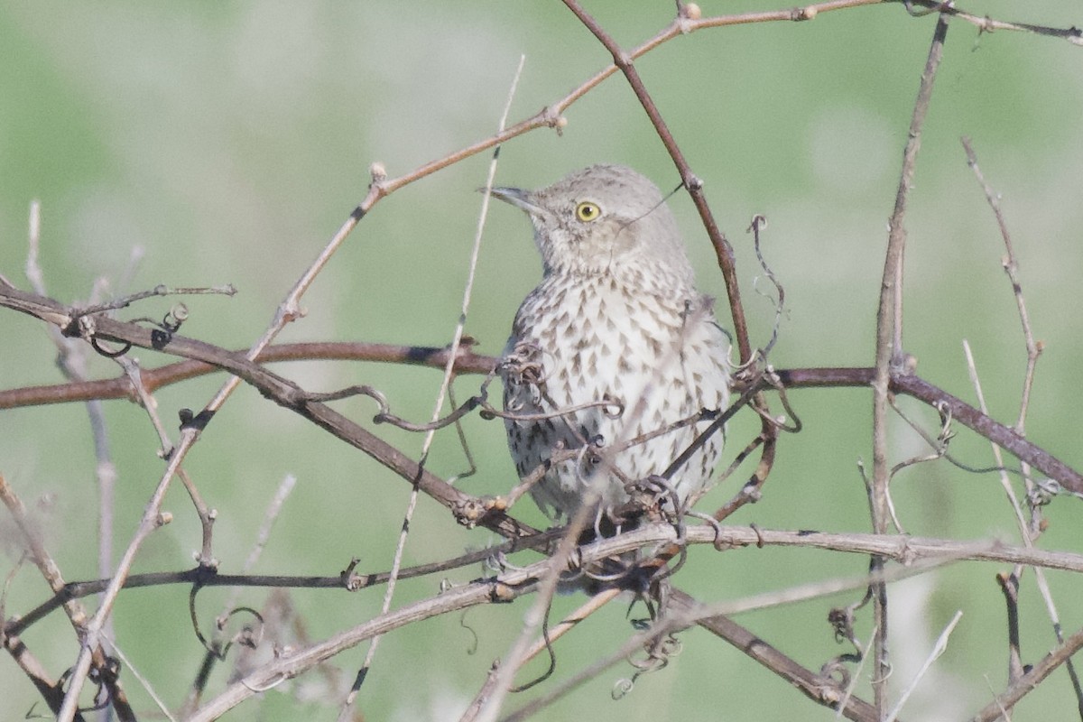 Sage Thrasher - ML617305560