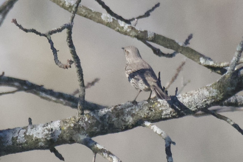 Sage Thrasher - Josiah Verbrugge