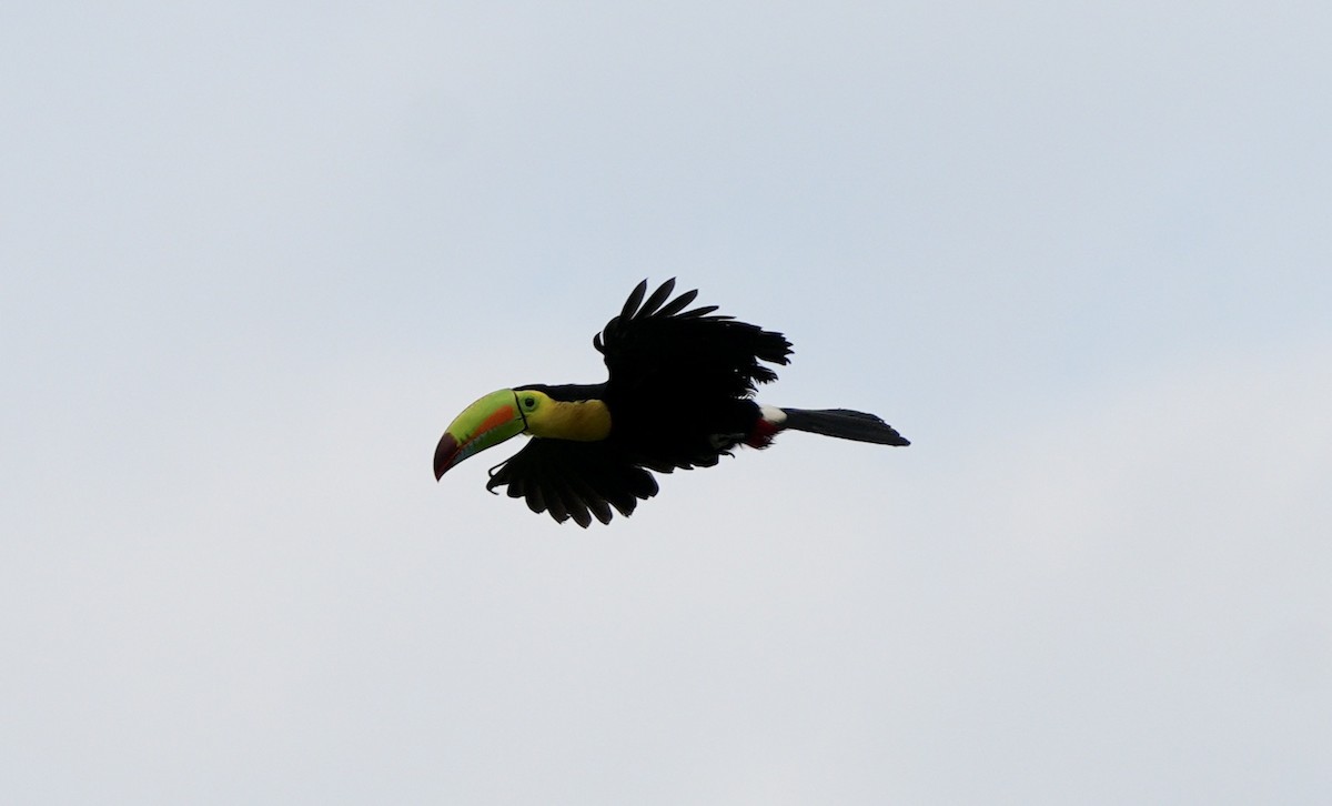 Keel-billed Toucan - Taylor Abbott