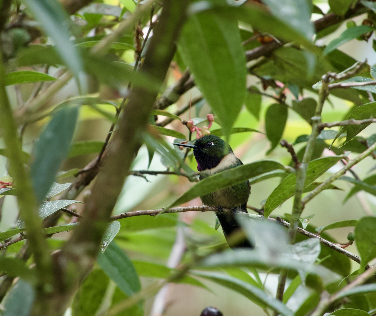 Colibrí Gorjiamatista (grupo amethysticollis) - ML617305572