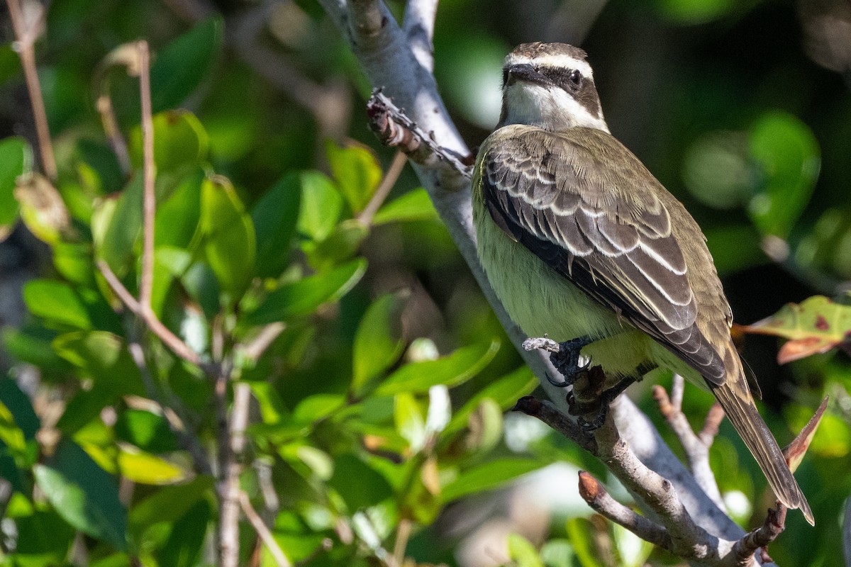 Piratic Flycatcher - ML617305583