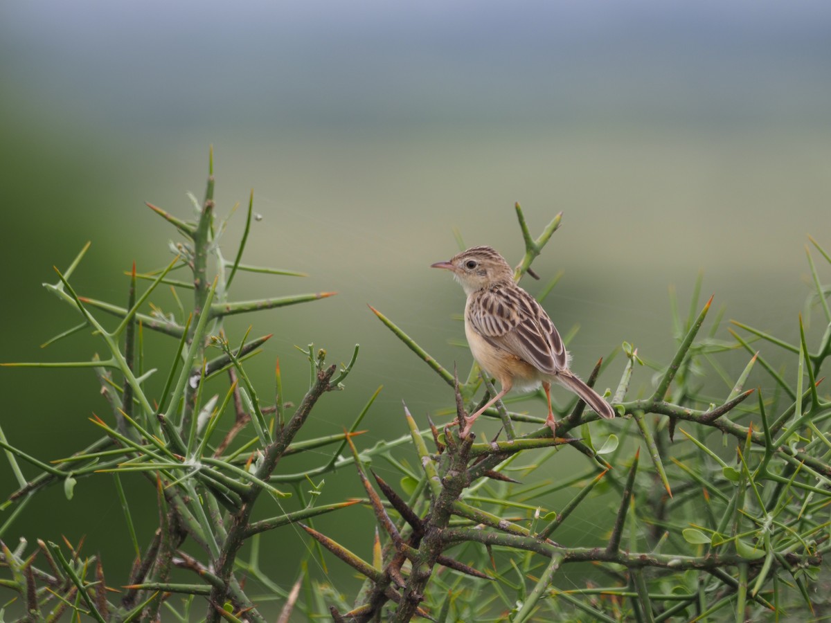 Desert Cisticola - Adrian Hinkle