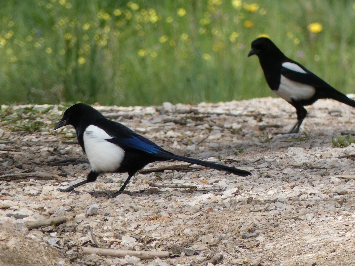 Eurasian Magpie - ML617305610