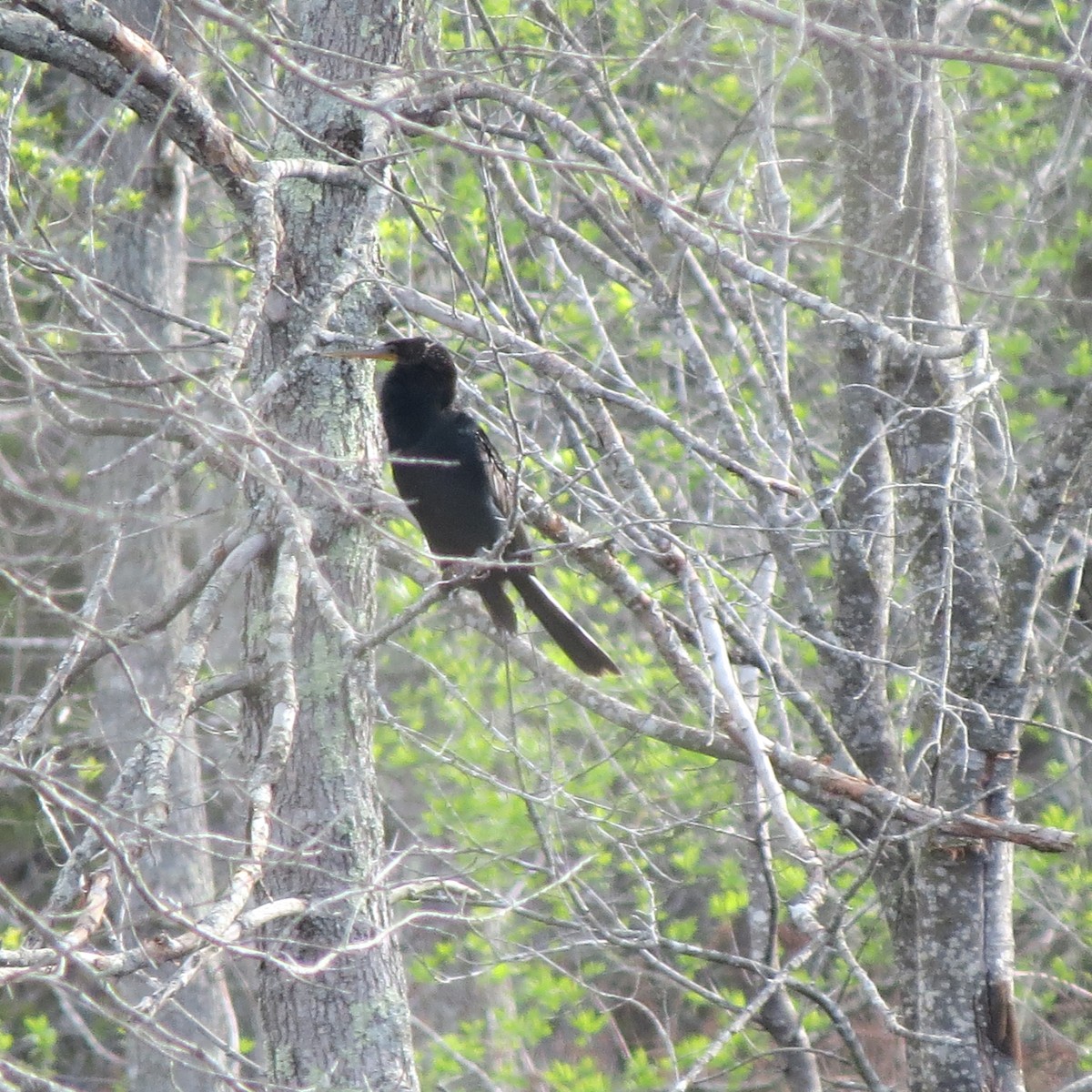 Anhinga Americana - ML617305611