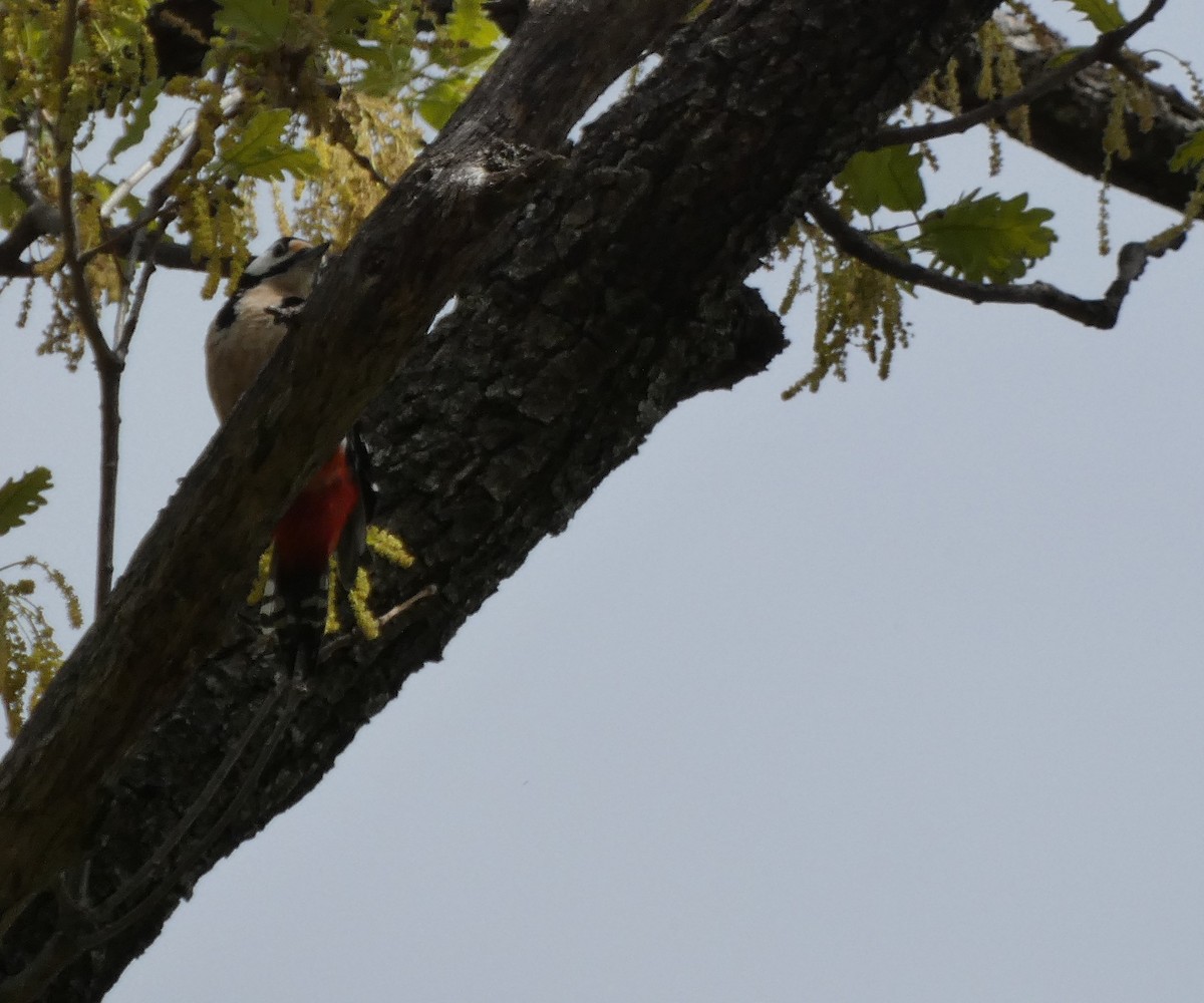 Great Spotted Woodpecker - ML617305641