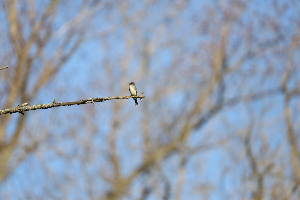 Eastern Phoebe - ML617305651