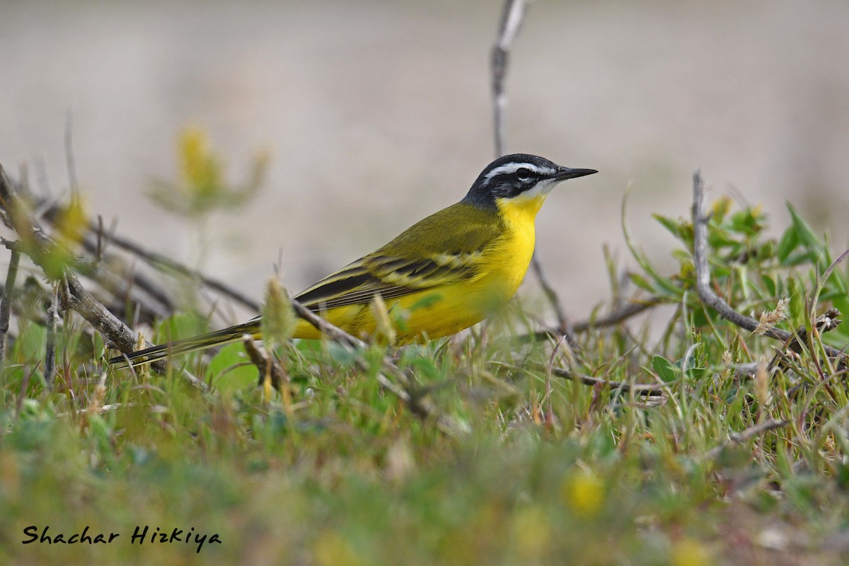 Western Yellow Wagtail (dombrowskii-type intergrade) - ML617305654