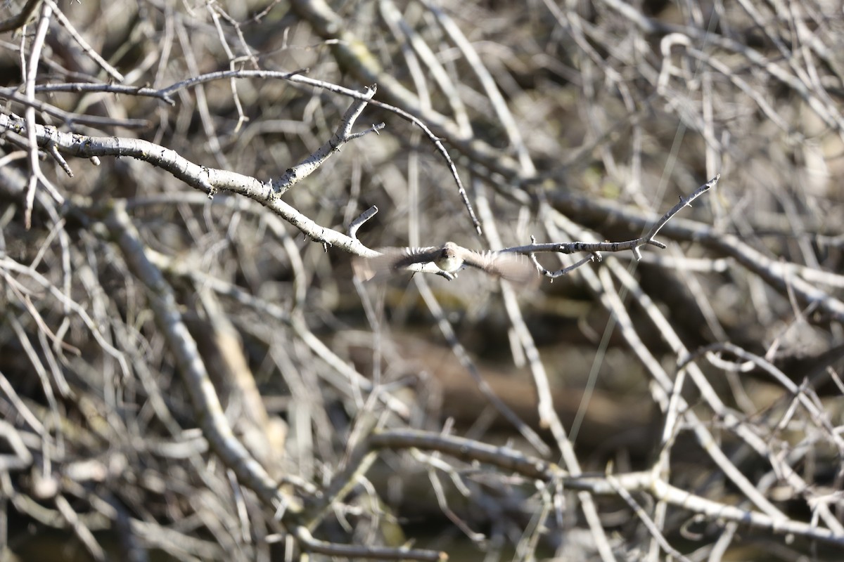 Eastern Phoebe - ML617305656