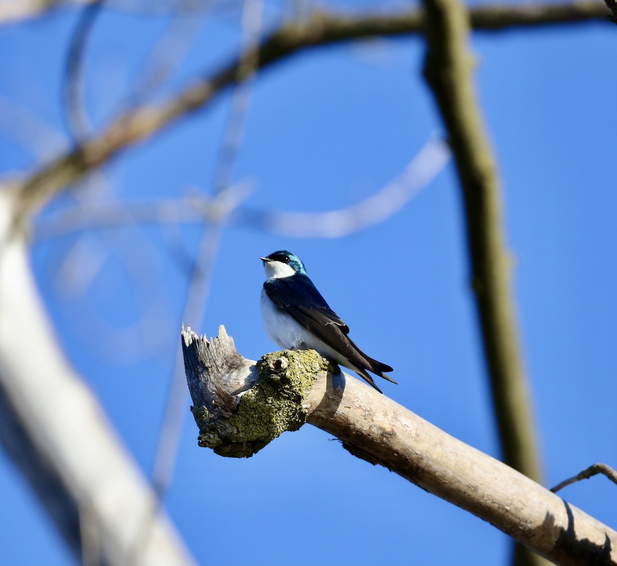 Tree Swallow - ML617305687