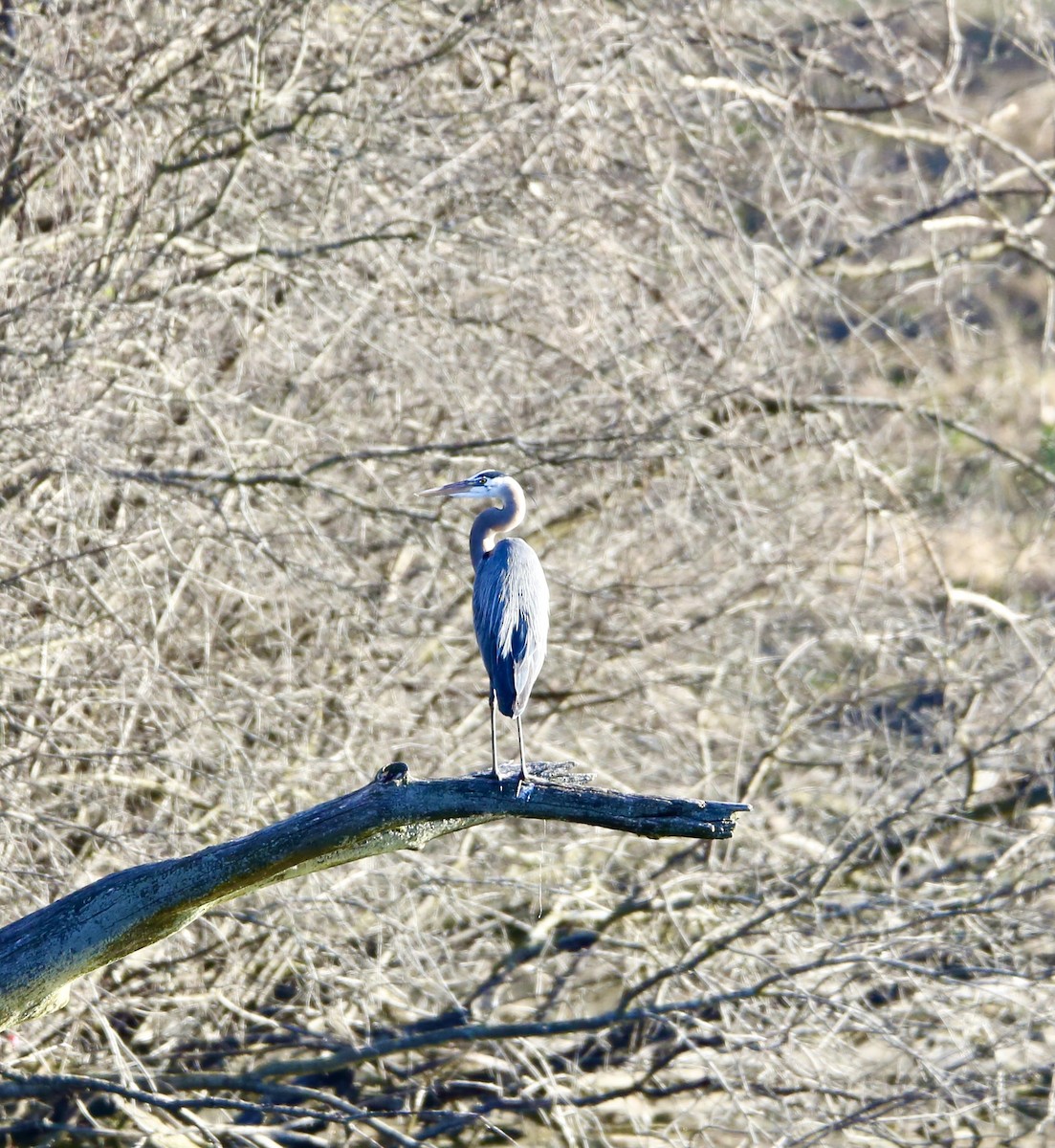 Great Blue Heron - ML617305704