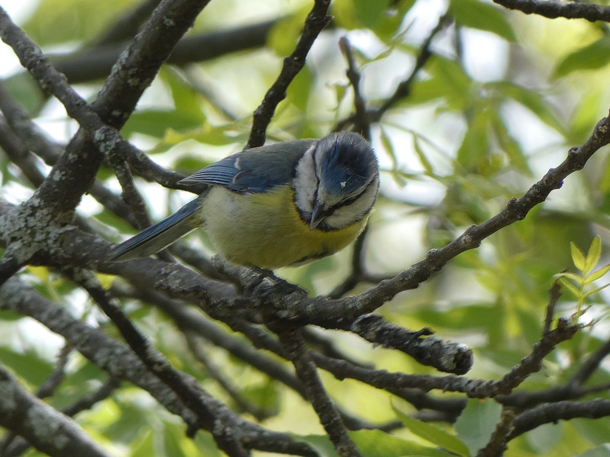 Eurasian Blue Tit - ML617305730