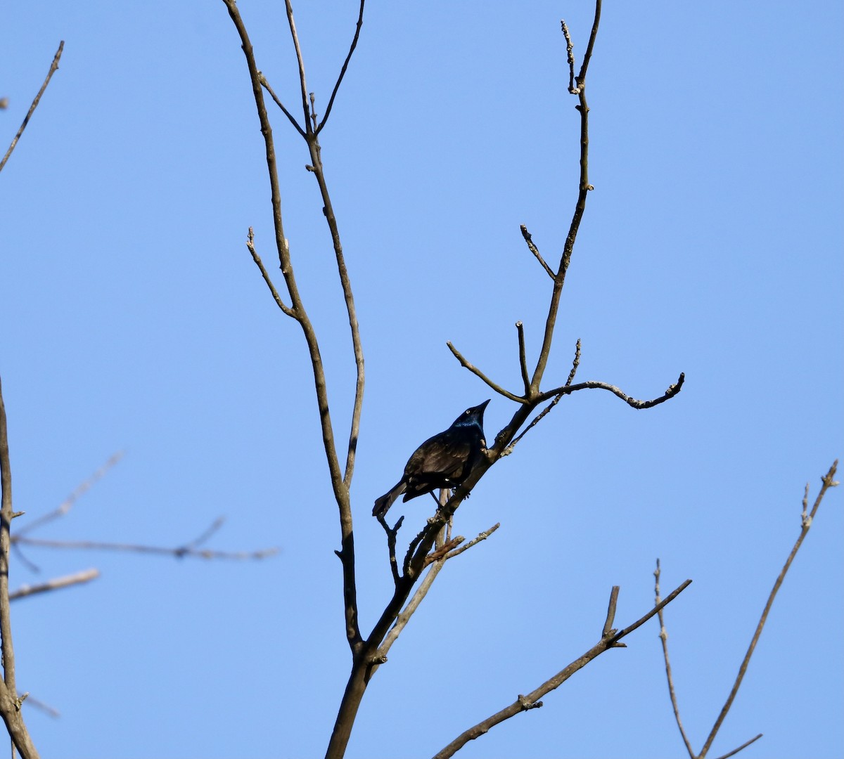 Common Grackle - ML617305737